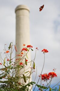 At the Old Hidalgo Pumphouse historic site, flower gardens and butterflies are a part of the landscape.