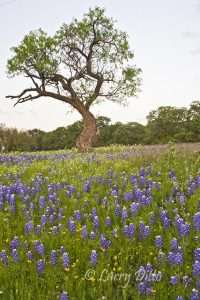 Mesquite Tree and bluebonnets, blooming in central Texas north of Fredericksburg, spring