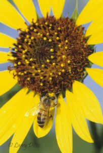 Honey Bee on sunflower, s. Texas, spring