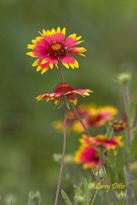Indian Blanket
