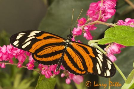 Ismenius Longwing (butterfly) in the El Cielo Biosphere Reserve, Tamaulipas, Mexico