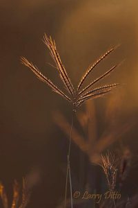 King Ranch Bluestem at sunset