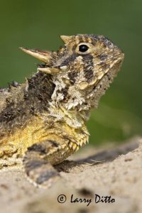 Texas Horned Lizard (Phrynosoma cornutum), s. Texas, summer