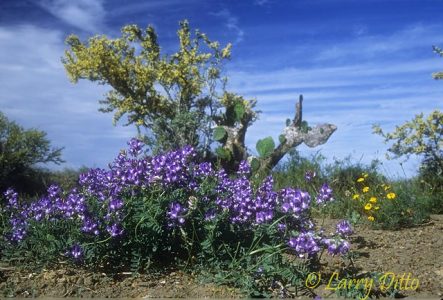Locoweed, black brush (blooming) and prickly pear cactus, Starr County, Texas, spring