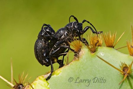 Longhorn Beetles, adults breeding on prickly pear cactus, south Texas, September