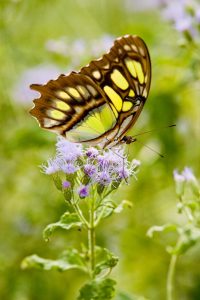 Malachite (Siproeta stelenes) on mist flower, Falcon Lake State Park, Texas on the Rio Grande