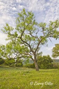 Mesquite tree with new leaves in a meadow of phlox, Willow City Loop near Llano, Texas, spring