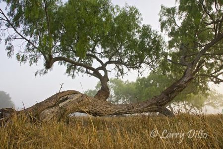 Honey Mesquite (Prosopis glandulosa) growning on a s. Texas ranch. Mesquites take on many interesting forms. This one is almost laying on its side.