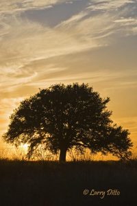 Live Oak (Quercus virginiana), Texas hill country