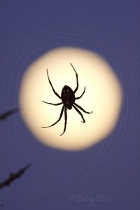 spider on web at full moon, Santa Clara Ranch in south Texas brush, USA, autumn
