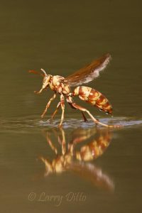 Paper Wasp take off from pond, s. Texas