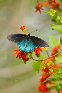 Pipevine Swallowtail on Mexican Flame flowers, South Padre Island, Texas