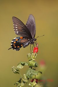 Pipevine Swallowtail on Turk's Cap, south Texas