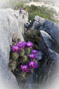 Pitaya Cactus growing in rocks on the Hoak Ranch near Ozona, Texas