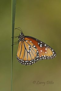 Queen sunning on a cattail leaf