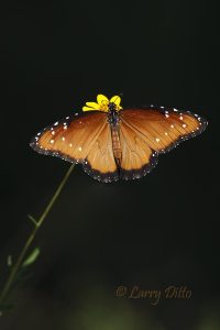 Queen feeding at skeleton weed flower, south Texas