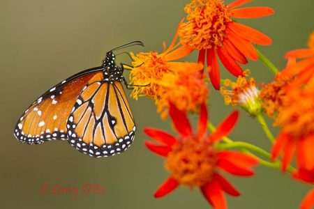 Queen butterfly nectaring on Mexican Flame flowers.