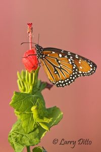Queen (Danaus gilippus) on Turk's Cap flower, s. Texas
