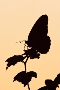 Queen roosting on Turk's Cap before sunrise, s. Texas butterfly garden
