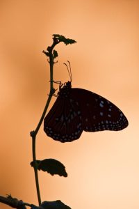 Queen roosting on Turk's Cap before sunrise, s. Texas butterfly garden