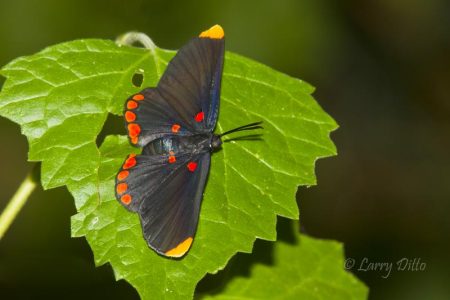 Red-bordered Pixie butterfly on leaf, s. Texas