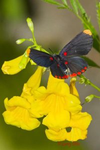Red-bordered Pixie on _____ flower at Quinta Mazatlan WBC, McAllen, Texas