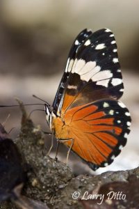 Red Cracker butterfly (Hamadryas amphinome) on dung, Tamaulipas, Mexico