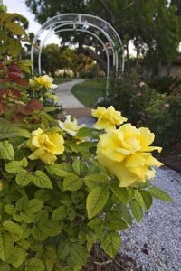 Rose garden at the headquarters of Hilltop Gardens aloe farm near Harlingen, Texas.