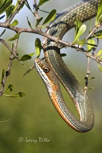 Ruthven's Whipsnake (Masticophis schotti ruthveni) hunting in brush country, s. Texas, Starr County, autumn