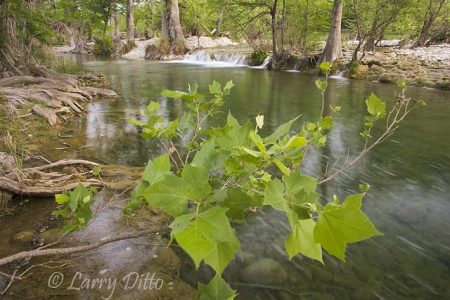 Leaves of a Sycamore tree on the bank of the Sabinal River near Utopia, Texas west of San Antonio. Sabinal mean "grove of cypress trees" because the river has many bald cypress along its course.