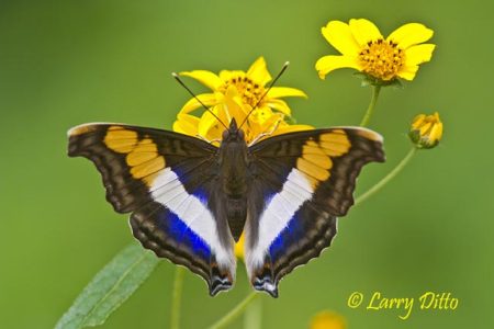 Silver Emperor, Tamaulipas, Mexico