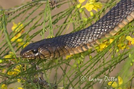 Texas Indigo Snake in retama tree, s. Texas