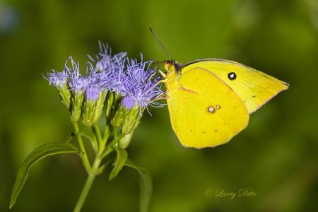 Southern Dogface butterfly feeding at mist flower; s. Texas
