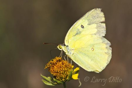 Southern Dogface (butterfly), south Texas, autumn, nectoring