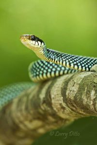 Speckled Racer (Drymobius margaritiferus) in leaf litter, Sabal Palm Sanctuary, Brownsville, Texas