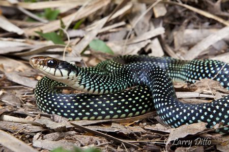 Speckled Racer (Drymobius margaritiferus) in leaf litter, Sabal Palm Sanctuary, Brownsville, Texas