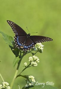 Black Swallowtail (Papilie polyxenes) female nectoring on flower, autum, central Texas