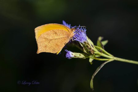 Tailed Orange on mist flower; garden, s. Texas