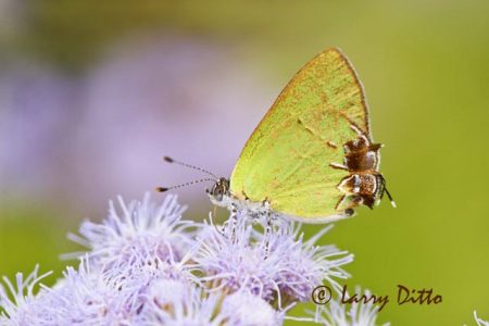 Telea Hairstreak (Chlorostrymon telea) on mist flower, Falcon State Park, Texas