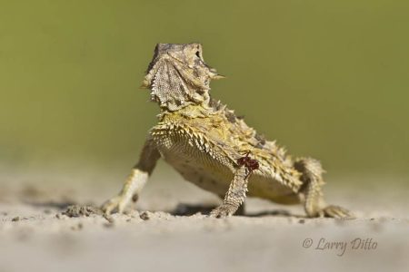 Red Harvester Ant biting a Texas Horned Lizard (Phyrnosoma cornutum) in s. Texas