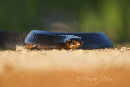 Texas Indigo Snake crawling.