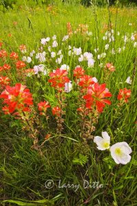 Texas Paintbrush in bloom near Gainsville, Texas