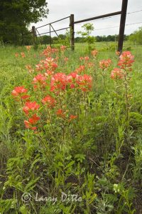 Texas Paintbrush near Gainsville, Texas, May