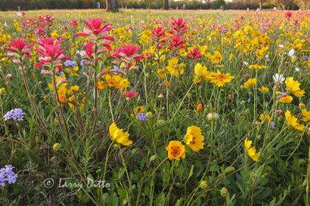 Texas Paintbrush and Coreopsis in bloom at Berclaire Cemetery near Goliad, Texas.