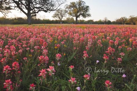 Texas Paintbrush blooming in the Berclaire Cemetery near Goliad, Texas.