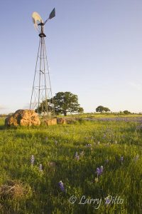 Windmill and bluebonnets in the Texas hill country, spring