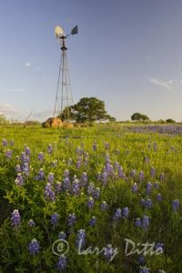 Windmill and bluebonnets in the Texas hill country, spring