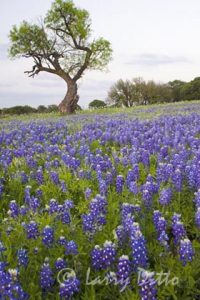 Bluebonnets and a mesquite tree in the Texas hill country, spring