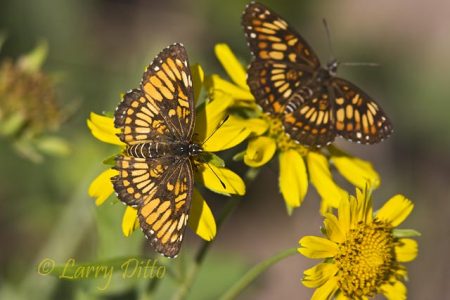 Theona Checkerspot (butterflies) nectoring on Cowpen Daisy flowers, south Texas, autumn