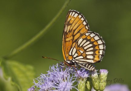 Theona Checkerspot on mist flower